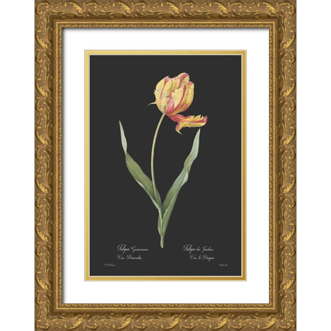 Tulipa gesneriana - Dark Gold Ornate Wood Framed Art Print with Double Matting by CAG