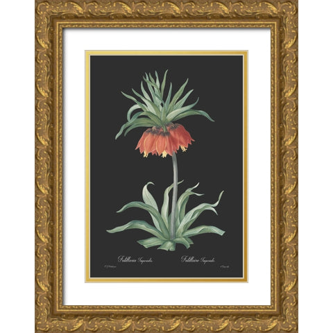 Fritillaria imperialis - Dark Gold Ornate Wood Framed Art Print with Double Matting by CAG