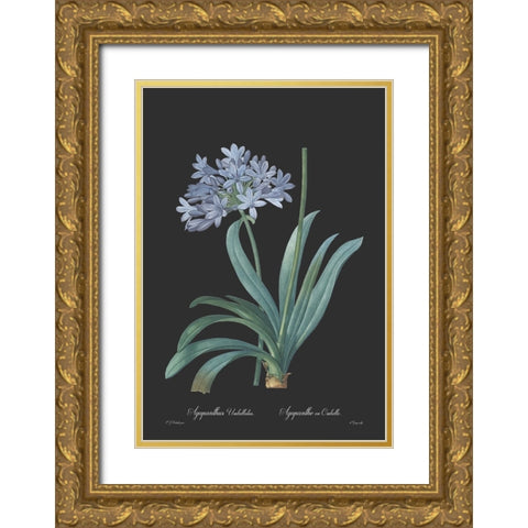 Agapanthus umbellatus - Dark Gold Ornate Wood Framed Art Print with Double Matting by CAG