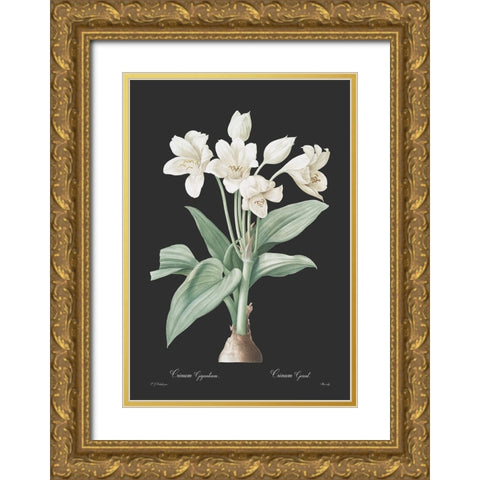 Crinum giganteum - Dark Gold Ornate Wood Framed Art Print with Double Matting by CAG