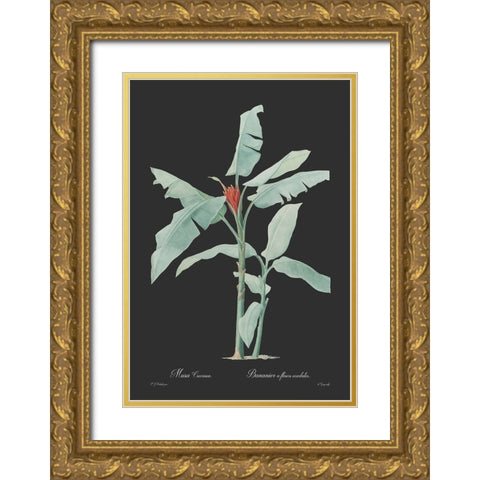 Musa coccinea - Dark Gold Ornate Wood Framed Art Print with Double Matting by CAG