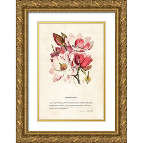 Himalayan Plants - Magnolia campbellii Gold Ornate Wood Framed Art Print with Double Matting by CAG