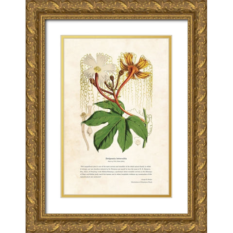 Himalayan Plants - Hodgsonia heteroclita Gold Ornate Wood Framed Art Print with Double Matting by CAG