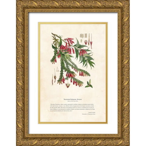 Himalayan Plants - Vaccinium salignum, Serpens Gold Ornate Wood Framed Art Print with Double Matting by CAG