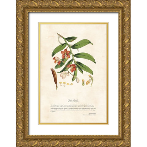 Himalayan Plants - Vanda cathcarti Gold Ornate Wood Framed Art Print with Double Matting by CAG