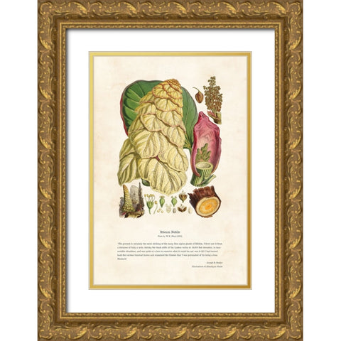 Himalayan Plants - Rheum nobile Gold Ornate Wood Framed Art Print with Double Matting by CAG