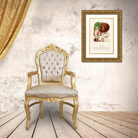 Himalayan Plants - Hodgsonia heteroclita Fruit Gold Ornate Wood Framed Art Print with Double Matting by CAG