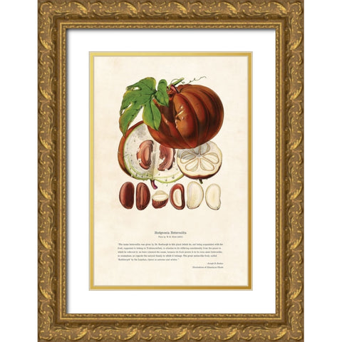 Himalayan Plants - Hodgsonia heteroclita Fruit Gold Ornate Wood Framed Art Print with Double Matting by CAG