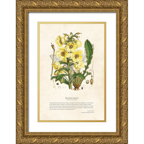Himalayan Plants - Meconopsis nipalensis Gold Ornate Wood Framed Art Print with Double Matting by CAG