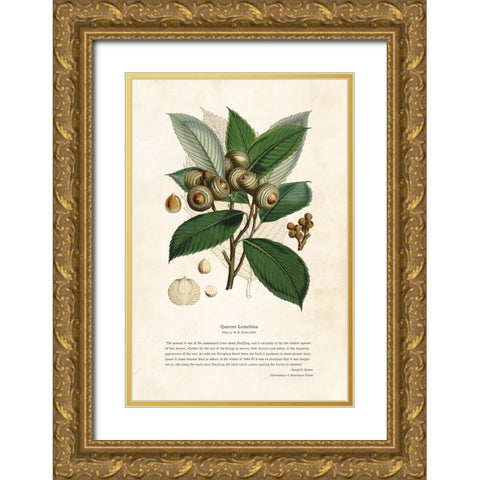 Himalayan Plants - Quercus lamellosa Gold Ornate Wood Framed Art Print with Double Matting by CAG