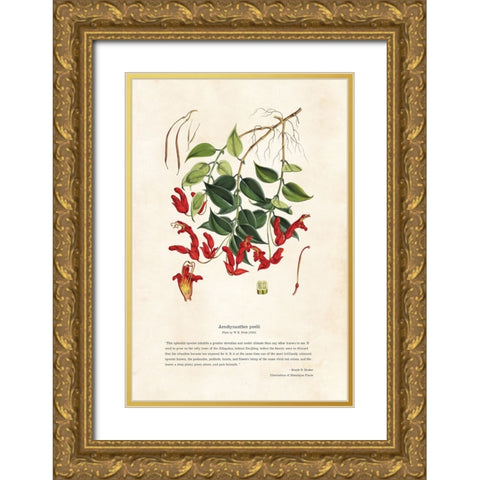 Himalayan Plants - Aeschynanthes peelii Gold Ornate Wood Framed Art Print with Double Matting by CAG