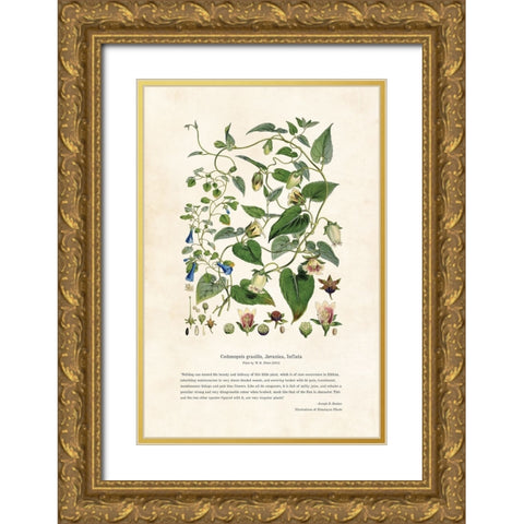 Himalayan Plants - Codonopsis gracilis, Javanica, Inflata Gold Ornate Wood Framed Art Print with Double Matting by CAG