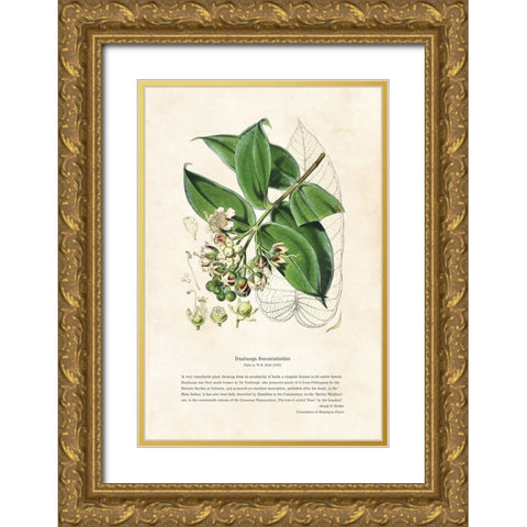 Himalayan Plants - Duabanga sonneratioides Gold Ornate Wood Framed Art Print with Double Matting by CAG