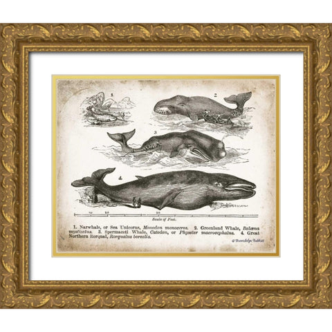 Antique Whales II Gold Ornate Wood Framed Art Print with Double Matting by Babbitt, Gwendolyn