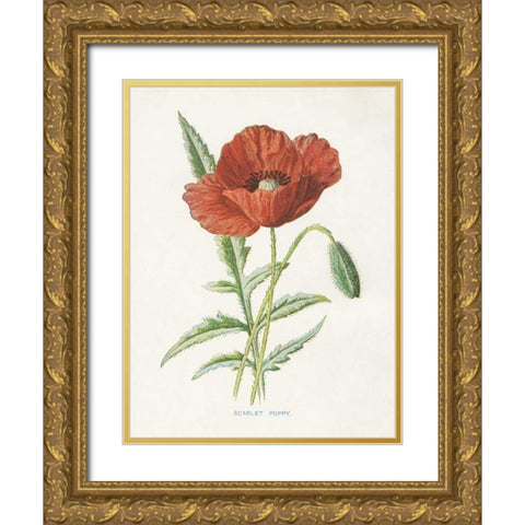 Scarlet Poppy Gold Ornate Wood Framed Art Print with Double Matting by Babbitt, Gwendolyn
