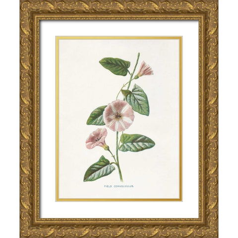 Field Convolvulus Gold Ornate Wood Framed Art Print with Double Matting by Babbitt, Gwendolyn