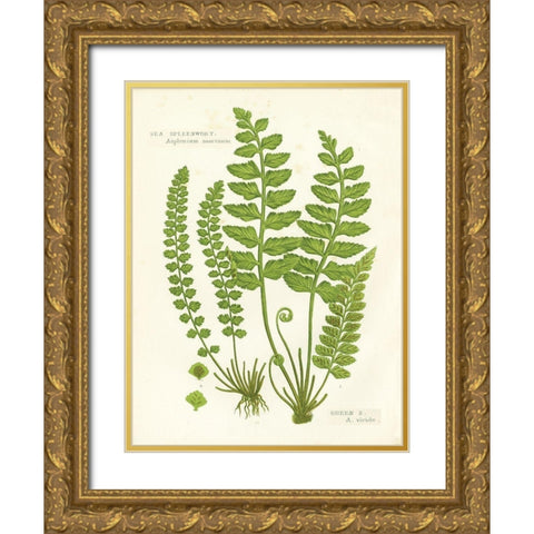 Fern II Gold Ornate Wood Framed Art Print with Double Matting by Babbitt, Gwendolyn