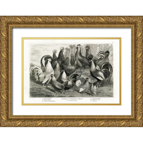 1800s Chicken Chart Gold Ornate Wood Framed Art Print with Double Matting by Babbitt, Gwendolyn