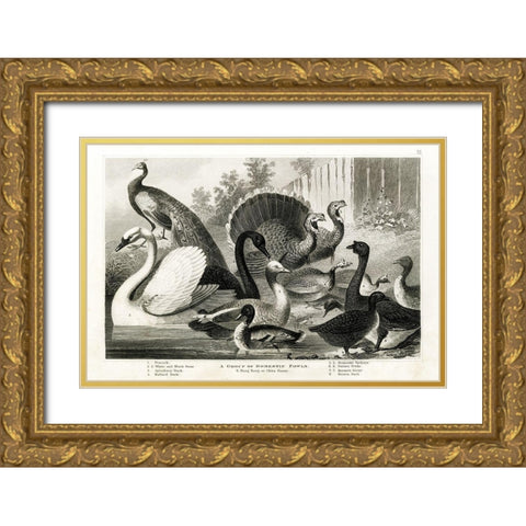 1800s Poultry Chart Gold Ornate Wood Framed Art Print with Double Matting by Babbitt, Gwendolyn