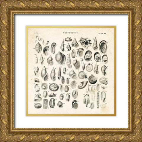 Shell Chart II Gold Ornate Wood Framed Art Print with Double Matting by Babbitt, Gwendolyn