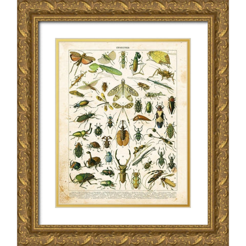 Bug Chart I Gold Ornate Wood Framed Art Print with Double Matting by Babbitt, Gwendolyn