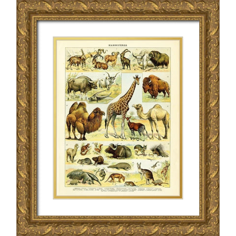 Animal Chart I Gold Ornate Wood Framed Art Print with Double Matting by Babbitt, Gwendolyn