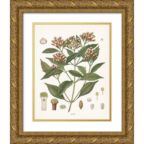 Clove Botanical Gold Ornate Wood Framed Art Print with Double Matting by Babbitt, Gwendolyn