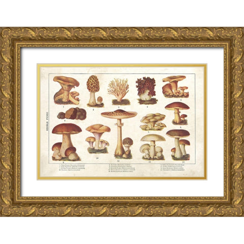 Mushroom Chart II Gold Ornate Wood Framed Art Print with Double Matting by Babbitt, Gwendolyn