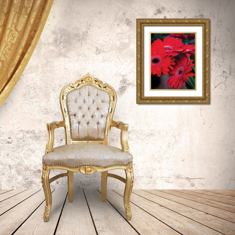 Red Gerbera Daisies I Gold Ornate Wood Framed Art Print with Double Matting by Berzel, Erin