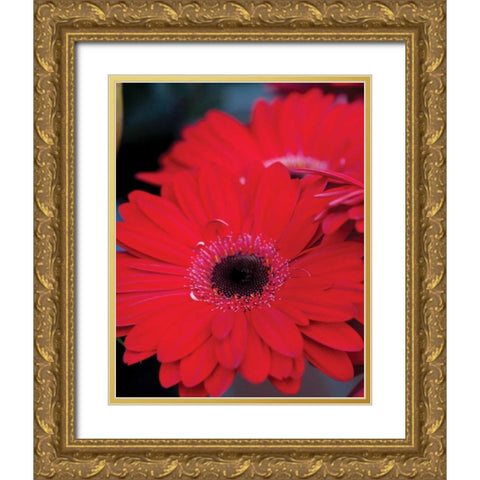 Red Gerbera Daisies II Gold Ornate Wood Framed Art Print with Double Matting by Berzel, Erin