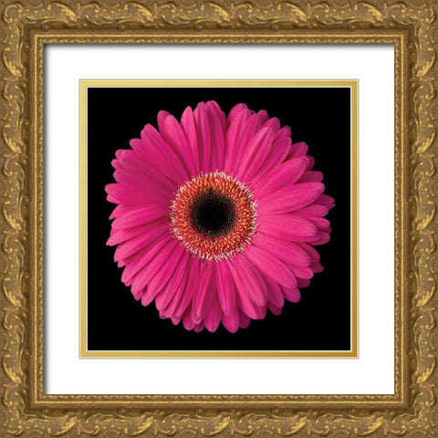 Gerbera Daisy Pink Gold Ornate Wood Framed Art Print with Double Matting by Christensen, Jim