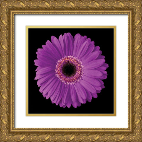 Gerbera Daisy Purple Gold Ornate Wood Framed Art Print with Double Matting by Christensen, Jim