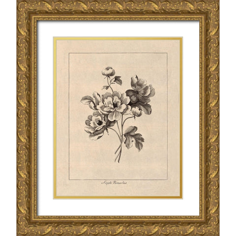 Vintage Ranunculus Gold Ornate Wood Framed Art Print with Double Matting by Harbick, N.