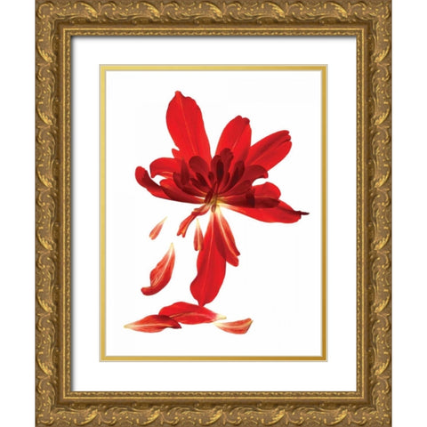 Begonia Array Gold Ornate Wood Framed Art Print with Double Matting by McLemore, Julia