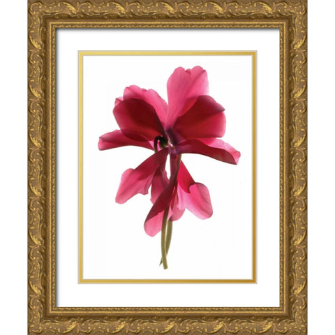 Cyclamen Dance Gold Ornate Wood Framed Art Print with Double Matting by McLemore, Julia