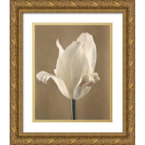 Lumiere Tulip II Gold Ornate Wood Framed Art Print with Double Matting by Melious, Amy