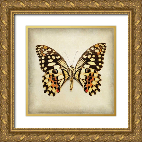 Butterfly 6 Gold Ornate Wood Framed Art Print with Double Matting by Melious, Amy