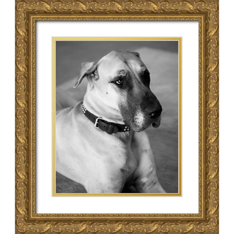 Great Dane Black and White Gold Ornate Wood Framed Art Print with Double Matting by Millet, Karyn
