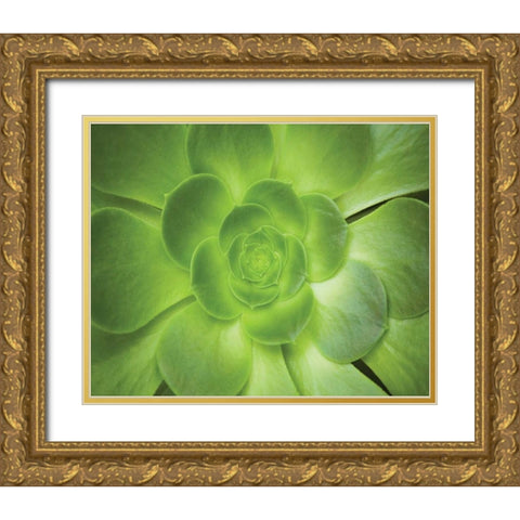 Succulent I Gold Ornate Wood Framed Art Print with Double Matting by Millet, Karyn