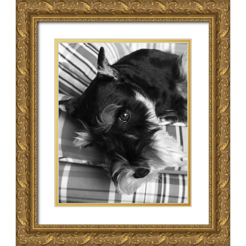 Schnauzer Black and White Gold Ornate Wood Framed Art Print with Double Matting by Millet, Karyn