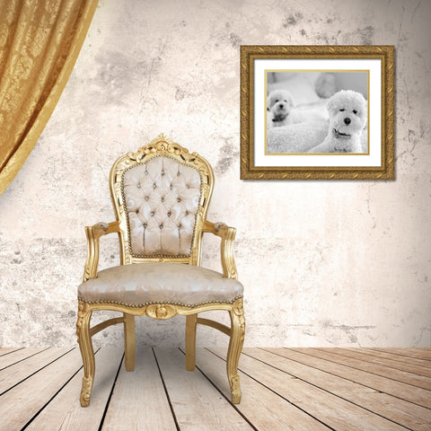 Bichons Black and White Gold Ornate Wood Framed Art Print with Double Matting by Millet, Karyn