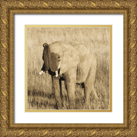 Young Elephant Gold Ornate Wood Framed Art Print with Double Matting by Parker, Susann