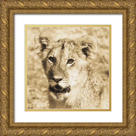 Young Lion Gold Ornate Wood Framed Art Print with Double Matting by Parker, Susann