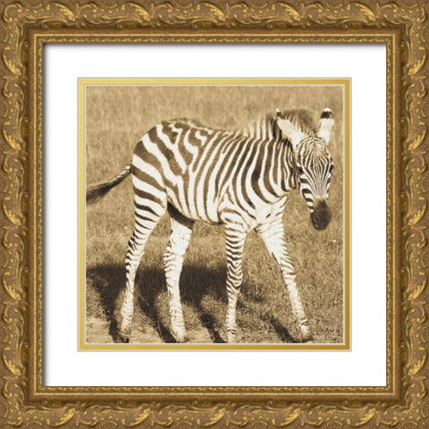 Young Zebra Gold Ornate Wood Framed Art Print with Double Matting by Parker, Susann