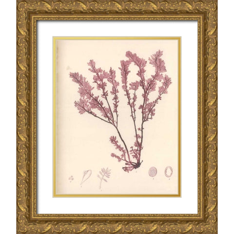 Red Botanical Study III Gold Ornate Wood Framed Art Print with Double Matting by Poloson, Kimberly