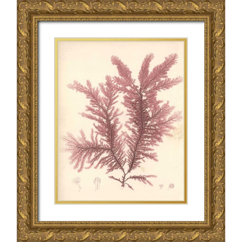 Red Botanical Study IV Gold Ornate Wood Framed Art Print with Double Matting by Poloson, Kimberly