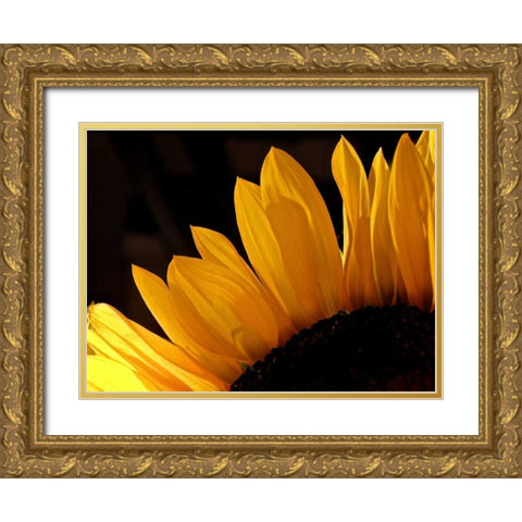 Sunlit Sunflowers III Gold Ornate Wood Framed Art Print with Double Matting by Burkhart, Monika