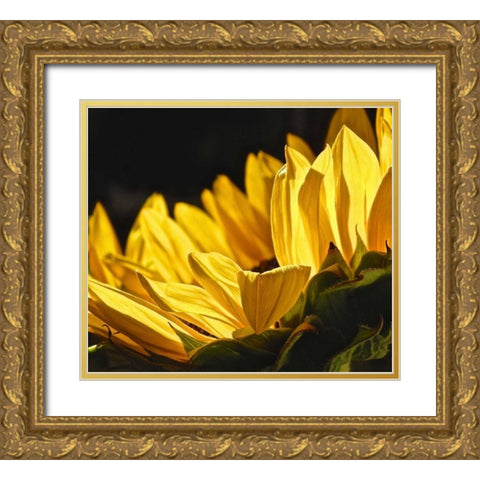 Sunlit Sunflowers IV Gold Ornate Wood Framed Art Print with Double Matting by Burkhart, Monika