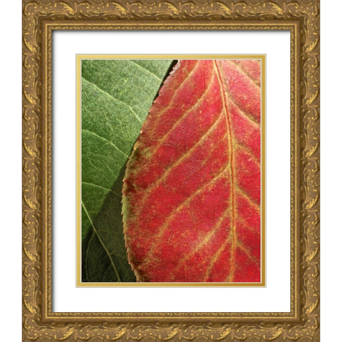 Fall Colors III Gold Ornate Wood Framed Art Print with Double Matting by Burkhart, Monika
