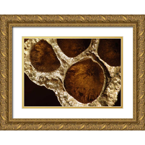 Lotus Pods IV Gold Ornate Wood Framed Art Print with Double Matting by Burkhart, Monika